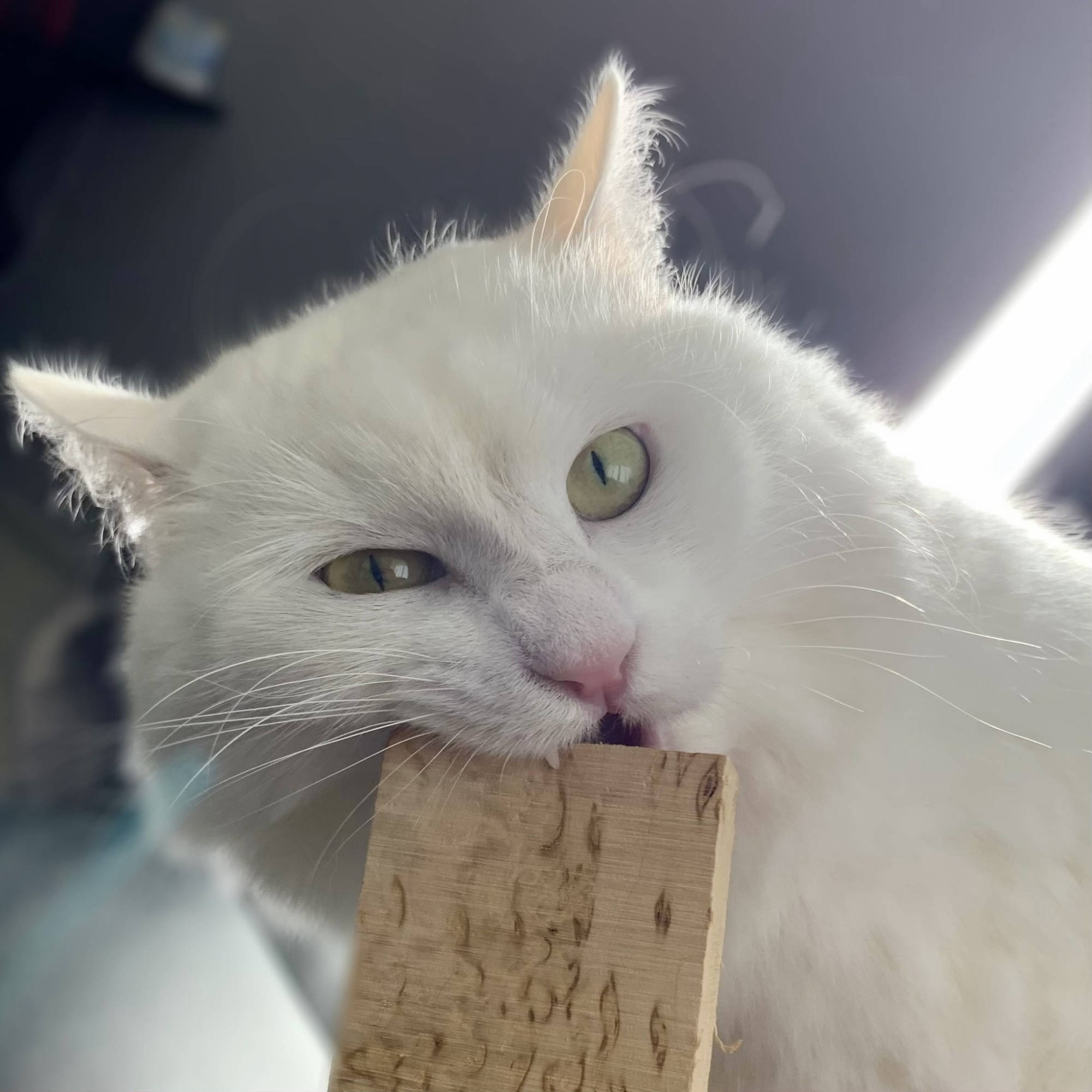 Cat trying to eat curly birch knife handle block
