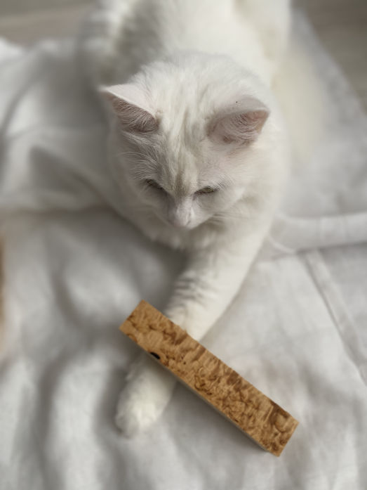 Cat posing with curly birch pen block